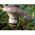 Мицелий Мокрухи еловой / Мокруха клейкая (Gomphidius glutinosus)